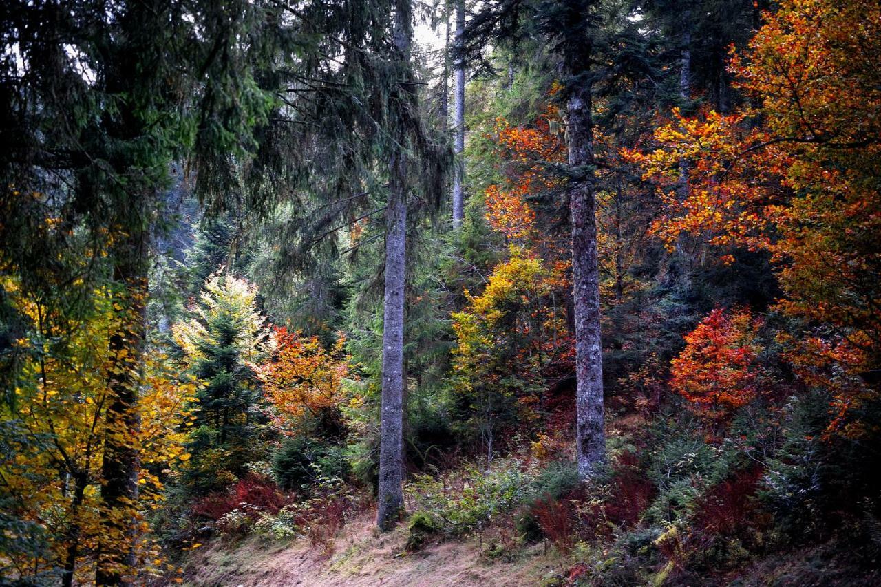 C3 Albmatte-Fewo Sauna, Hallenbad Aussenbecken Massagen Nebenan Санкт Блазиен Екстериор снимка